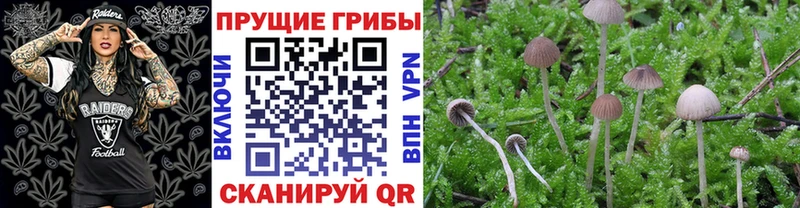 Галлюциногенные грибы мицелий Куровское
